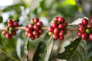 Cây cà phê Ethiopia (Vùng Yirgacheffe)