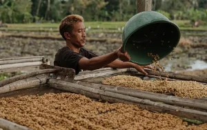 Cũng giống Việt Nam, tại Indonesia người ta chủ yếu trồng hạt Robusta