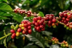 Cây cà phê Arabica