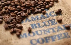 Blue Mountain Coffee