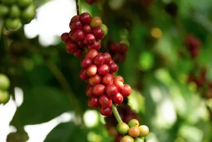 Cây cà phê Robusta